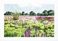Akvarel af blomstrende mark med violette blomster foran en trærække
